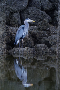 High angle view of bird perching on rock by lake