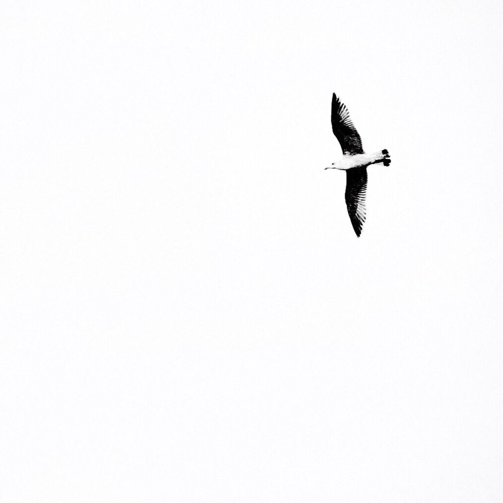 flying, mid-air, copy space, clear sky, transportation, low angle view, air vehicle, spread wings, airplane, mode of transport, one animal, on the move, animal themes, bird, freedom, motion, day, outdoors, wildlife, nature