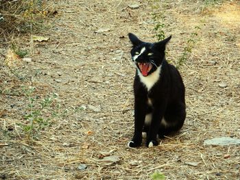 Portrait of cat sitting on field