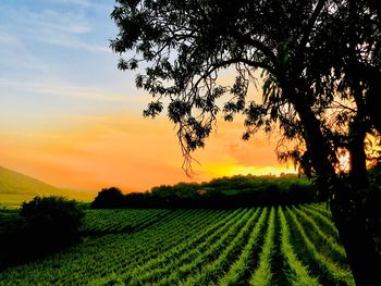 Scenic view of agricultural field against sky during sunset