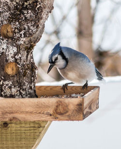 Bird on wooden structure during winter