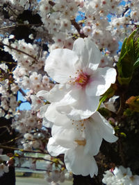 Close-up of cherry blossom