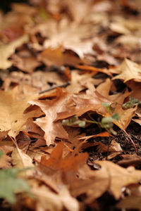Close-up of fallen maple leaves on field