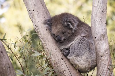 Close-up of koala on tree trunk