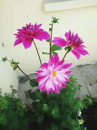 Close-up of pink flowers blooming outdoors