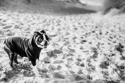 High angle view of dog on beach