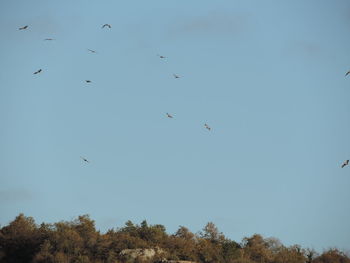 Low angle view of birds flying in the sky