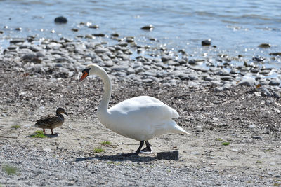 White swan and duck on the stone bank of the river