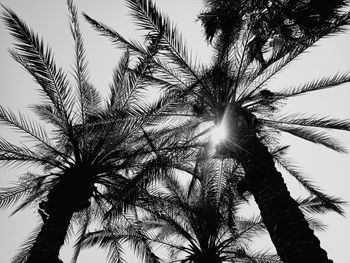 Low angle view of coconut palm tree against sky
