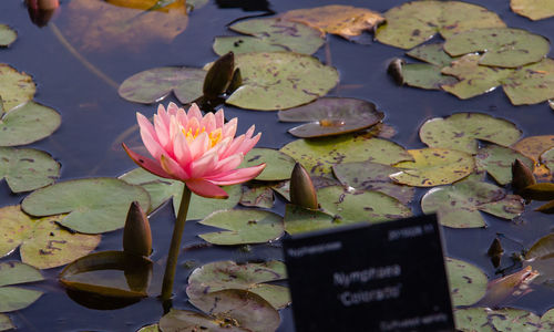 Lotus water lily in lake