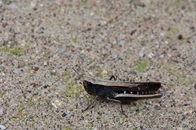 High angle view of black bird on a field