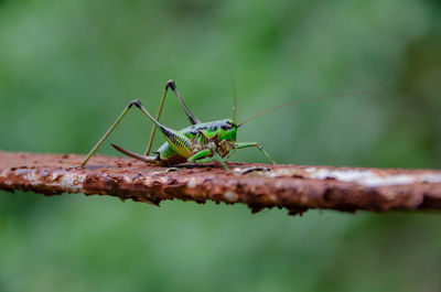 Close-up of insect