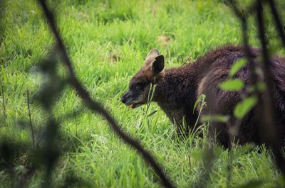 Close-up of kangaroo on field