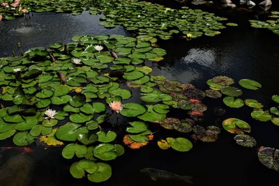 High angle view of water lily in lake