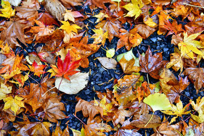 Close-up of fallen maple leaves