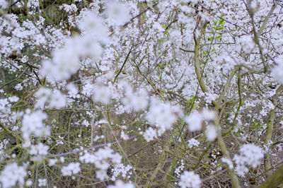 White flowering plants on snow covered land