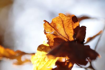 Close-up of dry maple leaves