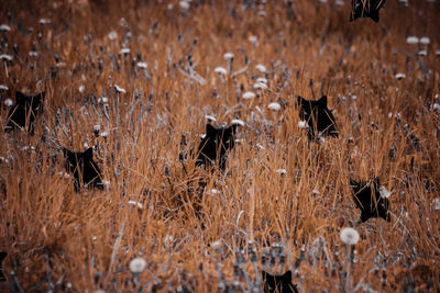 View of sheep on field