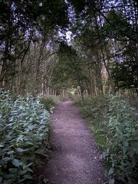 Road amidst trees in forest