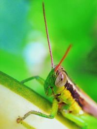 Close-up of insect on leaf