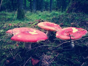 Close-up of mushrooms growing in forest