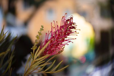 Close-up of purple flowering plant