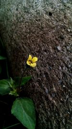 Close-up of yellow flower growing on plant