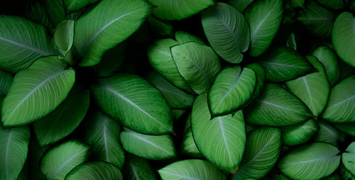 Full frame shot of plants