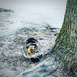 Portrait of cat on tree trunk