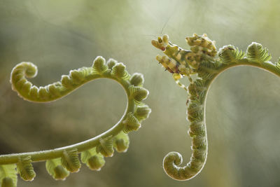 Close-up of yellow flower buds growing outdoors