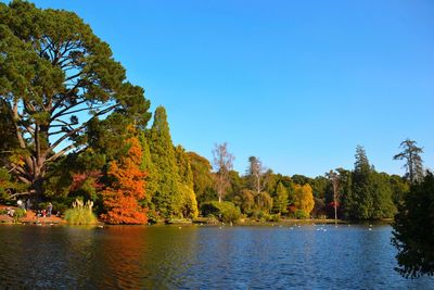 Scenic shot of trees in calm lake