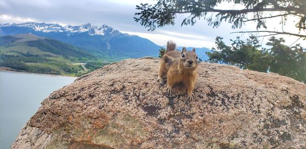 View of an animal on rock