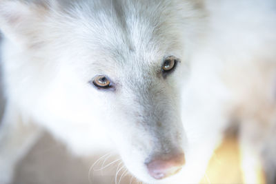 Close-up portrait of dog