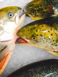 Close-up of dead fish on ice for sale at market stall