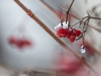 Close-up of frozen plant