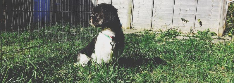 Low section of woman walking on grass