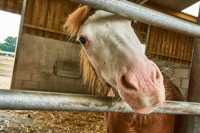 Close-up of horse in stable