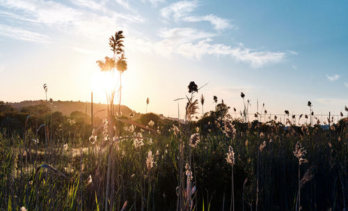 Scenic view of sunset