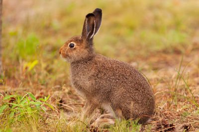 Close-up of a rabbit on field