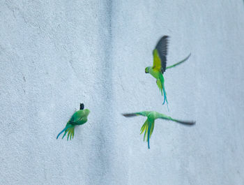 Bird flying over green wall