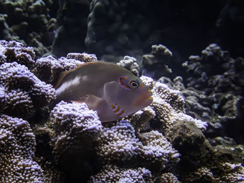 Fish swimming in sea