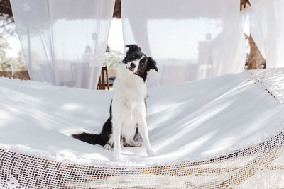 Portrait of dog sitting on seat at beach