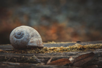 Close-up of snail on wood