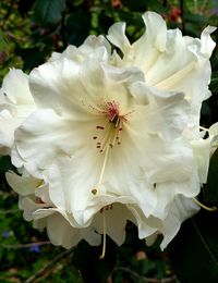 Close-up of white flowering plant