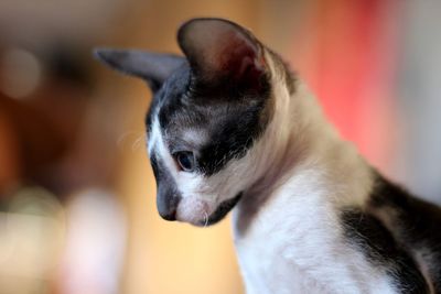 Cornish rex kitten 