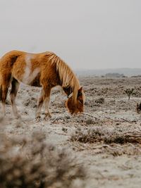 Horse grazing in frosty field in winter