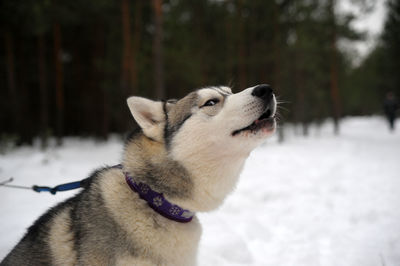 Close-up of a dog looking away