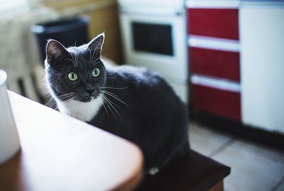 Black cat sitting at table in home