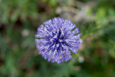 Close-up of purple flowering plant