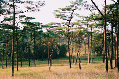 Trees on field against sky